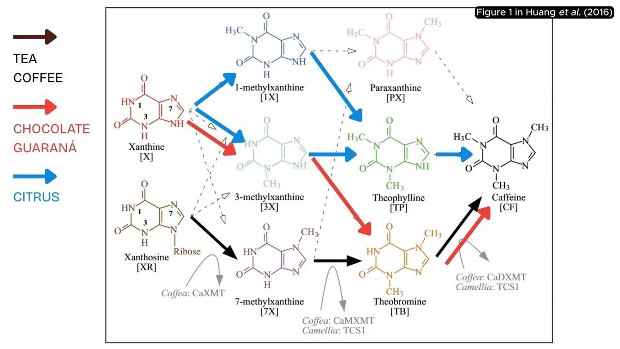 Synthesis of Caffeine in Plants
